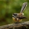 Pavik popelavy - Rhipidura fuliginosa - Fantail - piwakawaka 9562u